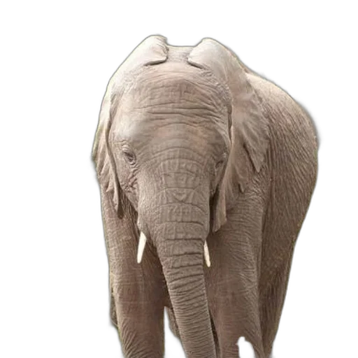 animal, creature, face, mask transparent PNG cut-out
