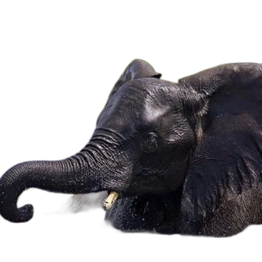 animal, creature, staff, hat transparent PNG cut-out