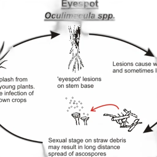 diagram, illustrates, lifecycle, oculimacula transparent PNG cut-out