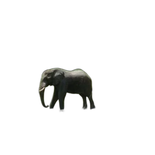 animal, creature, furniture, hat transparent PNG cut-out