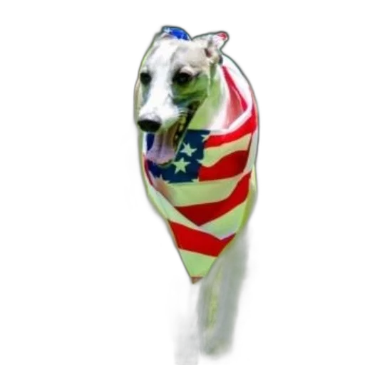 animal, staff, white, greyhound transparent PNG cut-out