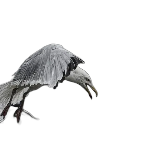 dragon, animal, creature, umbrella transparent PNG cut-out