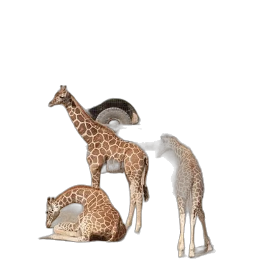 animal, hat, jewelry, furniture transparent PNG cut-out