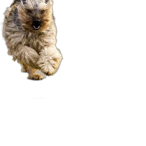 animal, creature, staff, hair transparent PNG cut-out