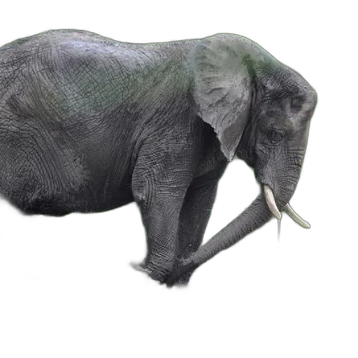 animal, creature, staff, hat transparent PNG cut-out