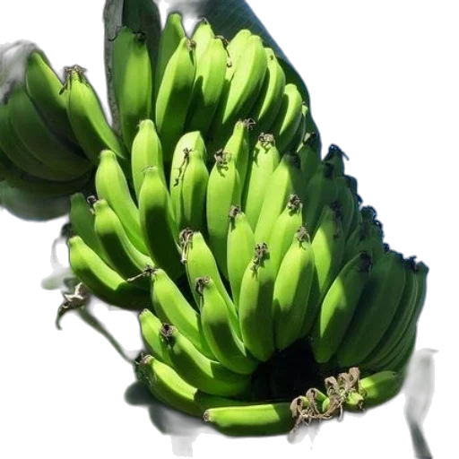 food, crown, weapon, animal transparent PNG cut-out