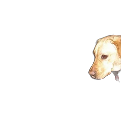 animal, creature, face, staff transparent PNG cut-out