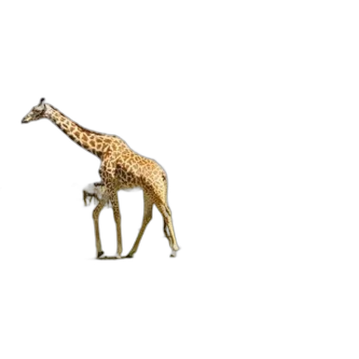 animal, creature, furniture, staff transparent PNG cut-out
