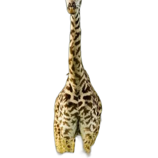 animal, creature, staff, hat transparent PNG cut-out
