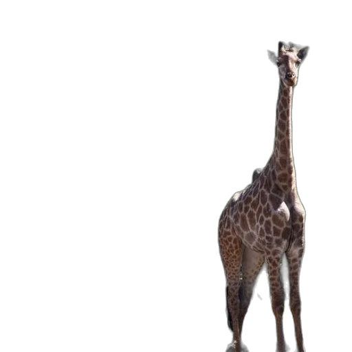 animal, creature, staff, hat transparent PNG cut-out
