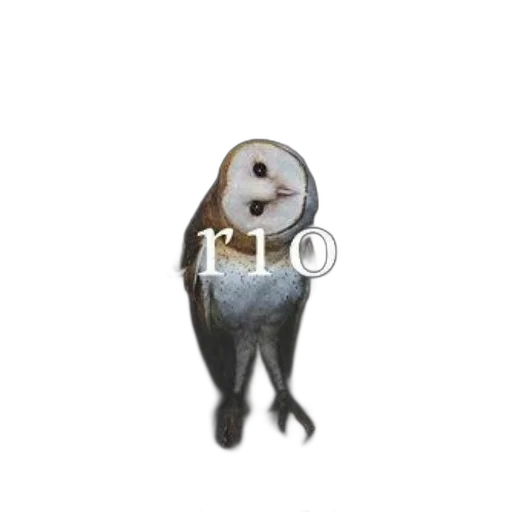 animal, creature, jewelry, staff transparent PNG cut-out