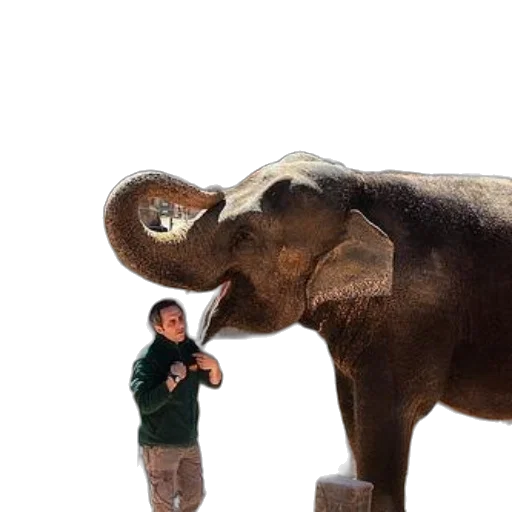 animal, creature, staff, hat transparent PNG cut-out