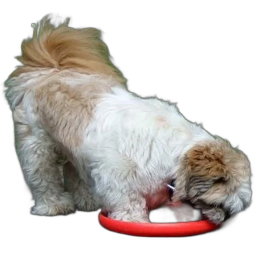 food, animal, creature, photorealistic transparent PNG cut-out