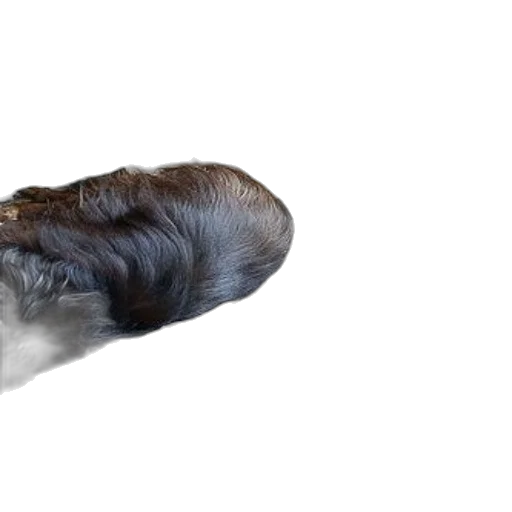 hair, animal, creature, weapon transparent PNG cut-out