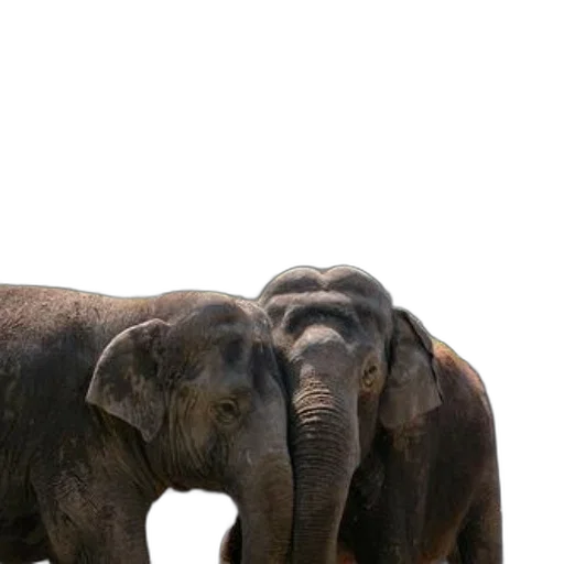 animal, photorealistic, two, elephants transparent PNG cut-out
