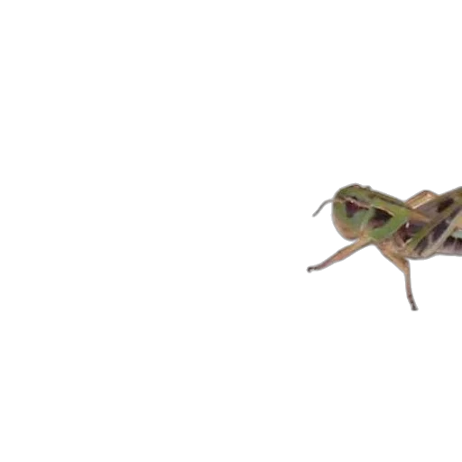 animal, creature, dragon, hat transparent PNG cut-out