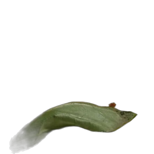 hat, staff, animal, food transparent PNG cut-out