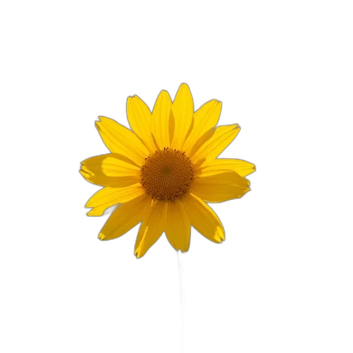 flower, crown, staff, jewelry transparent PNG cut-out