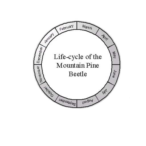 jewelry, circular, diagram, illustrates transparent PNG cut-out