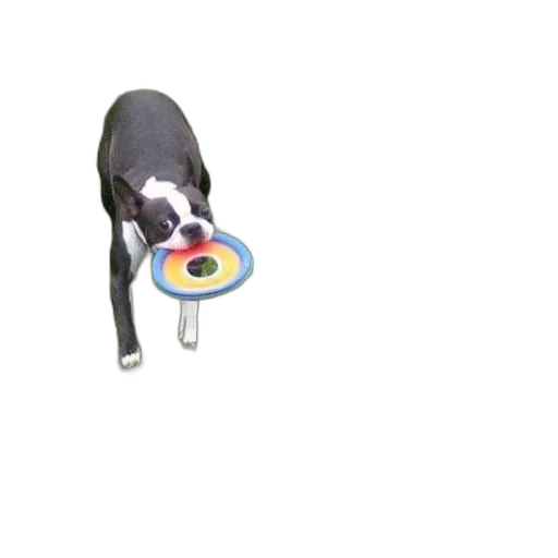 food, animal, staff, weapon transparent PNG cut-out