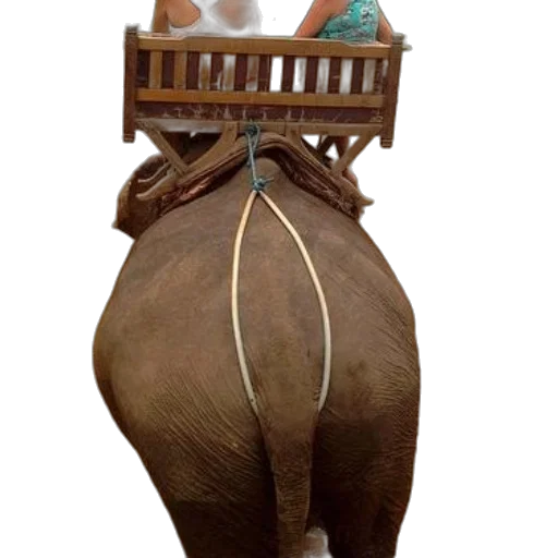 mask, animal, furniture, staff transparent PNG cut-out
