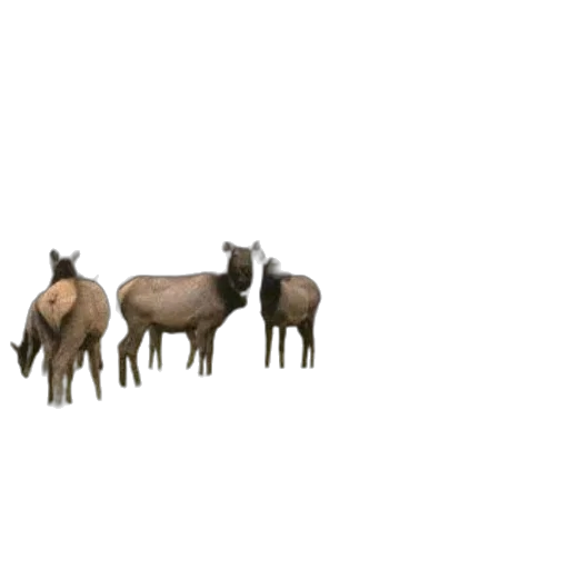 animal, creature, crown, furniture transparent PNG cut-out