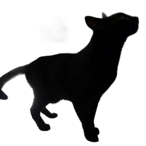 animal, staff, creature, dragon transparent PNG cut-out