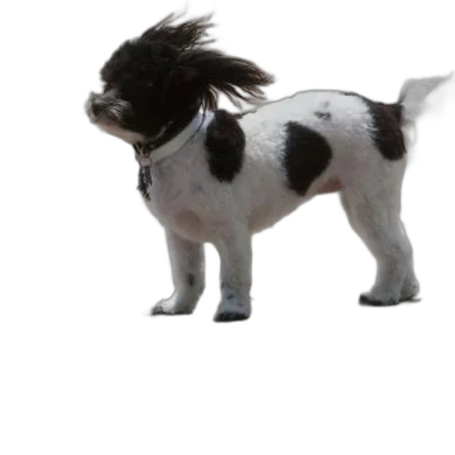 hair, animal, creature, staff transparent PNG cut-out
