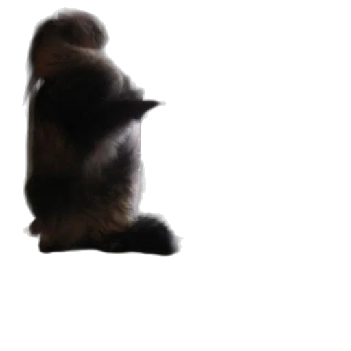 hat, animal, hair, staff transparent PNG cut-out