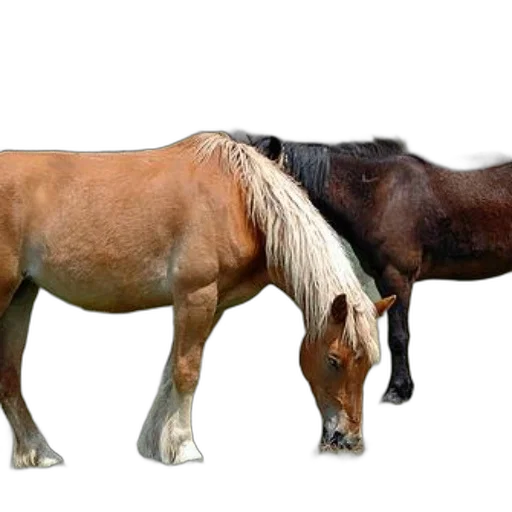 animal, hair, furniture, weapon transparent PNG cut-out