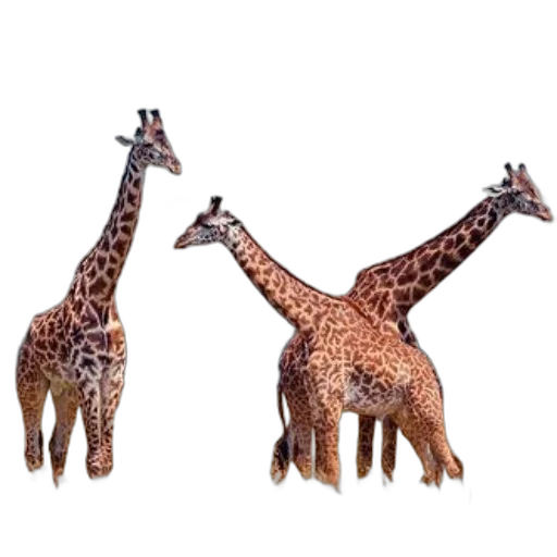 animal, creature, jewelry, staff transparent PNG cut-out