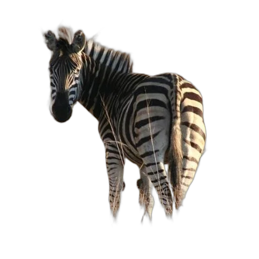 animal, creature, staff, dragon transparent PNG cut-out