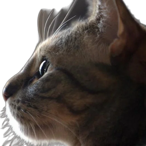 animal, creature, staff, face transparent PNG cut-out