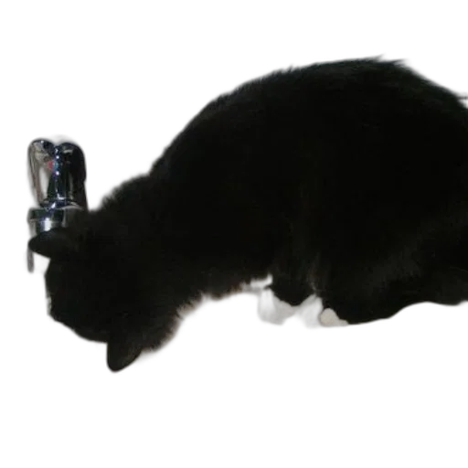 staff, weapon, animal, robot transparent PNG cut-out