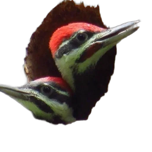 animal, flower, creature, face transparent PNG cut-out