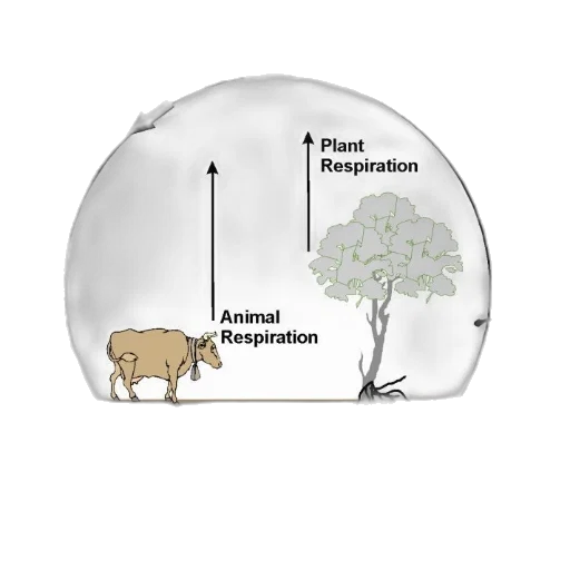 animal, tree, diagram, illustrating transparent PNG cut-out