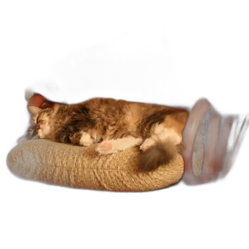 shoes, furniture, hat, animal transparent PNG cut-out