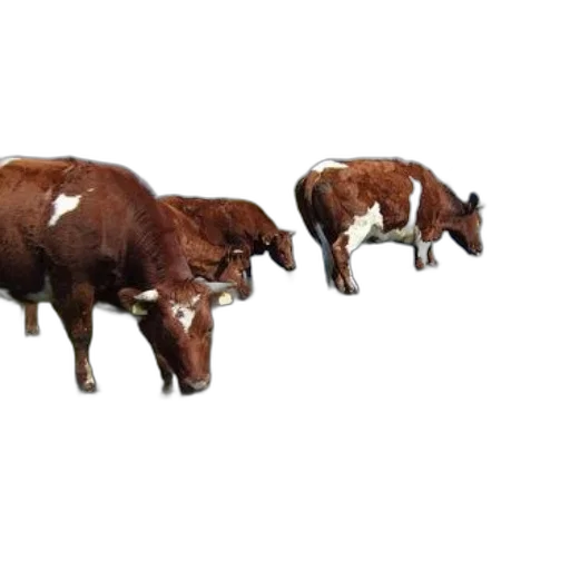 animal, food, 3d render, photorealistic transparent PNG cut-out