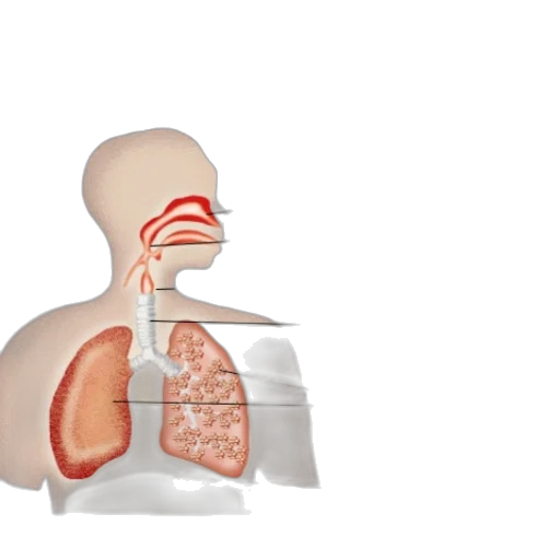 mask, illustration, human, respiratory transparent PNG cut-out
