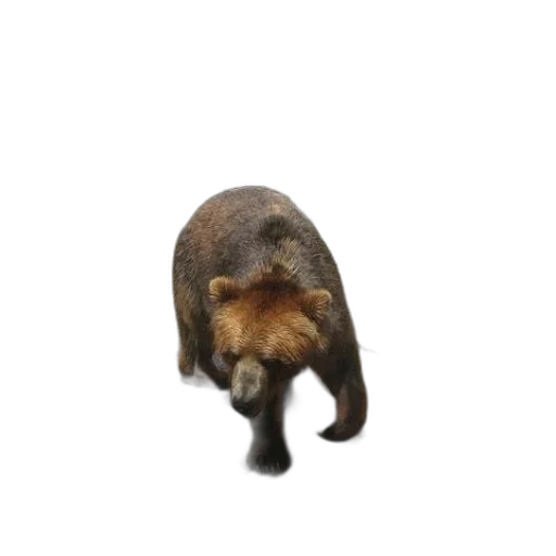 animal, creature, hat, staff transparent PNG cut-out