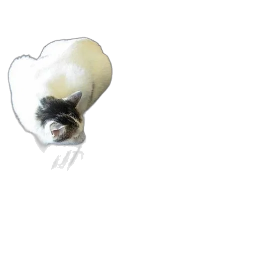 hat, animal, creature, hair transparent PNG cut-out