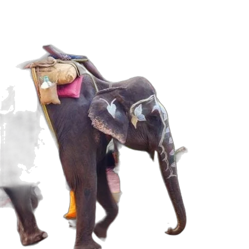 animal, staff, creature, weapon transparent PNG cut-out