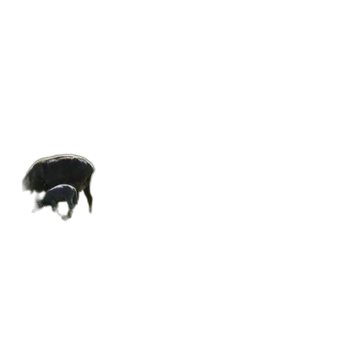 animal, creature, hair, umbrella transparent PNG cut-out