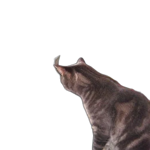animal, creature, staff, face transparent PNG cut-out