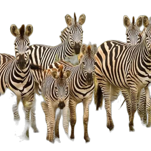 animal, creature, jewelry, 3d render transparent PNG cut-out