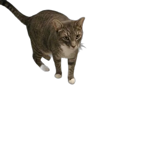 animal, creature, staff, weapon transparent PNG cut-out