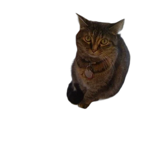 animal, creature, staff, face transparent PNG cut-out