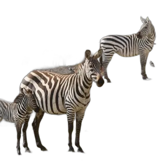 animal, creature, jewelry, furniture transparent PNG cut-out