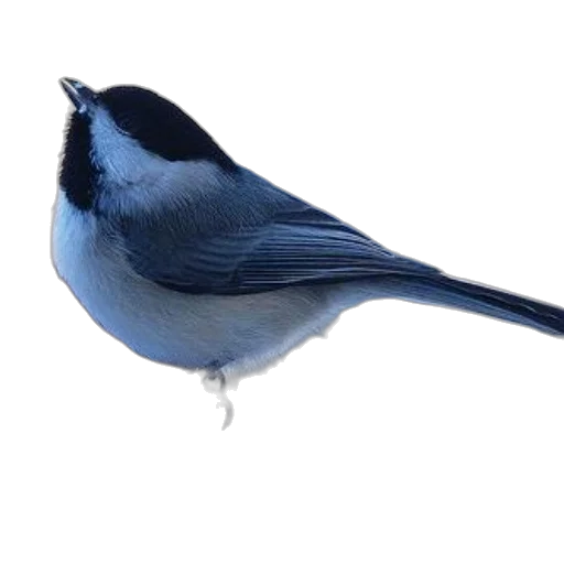 animal, hat, staff, food transparent PNG cut-out