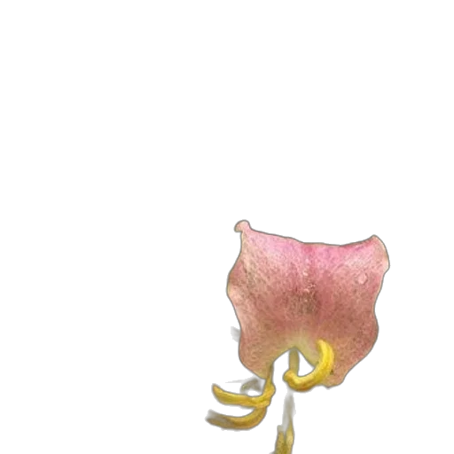 flower, crown, food, jewelry transparent PNG cut-out